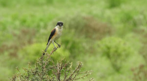 bird_watching_tour_northern_india
