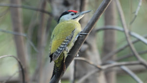 woodpecker_bird