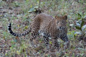 leopard_tours_in_india