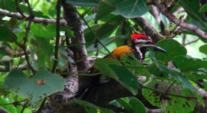 woodpecker_in_india
