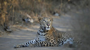 jhalana_leopard_safari