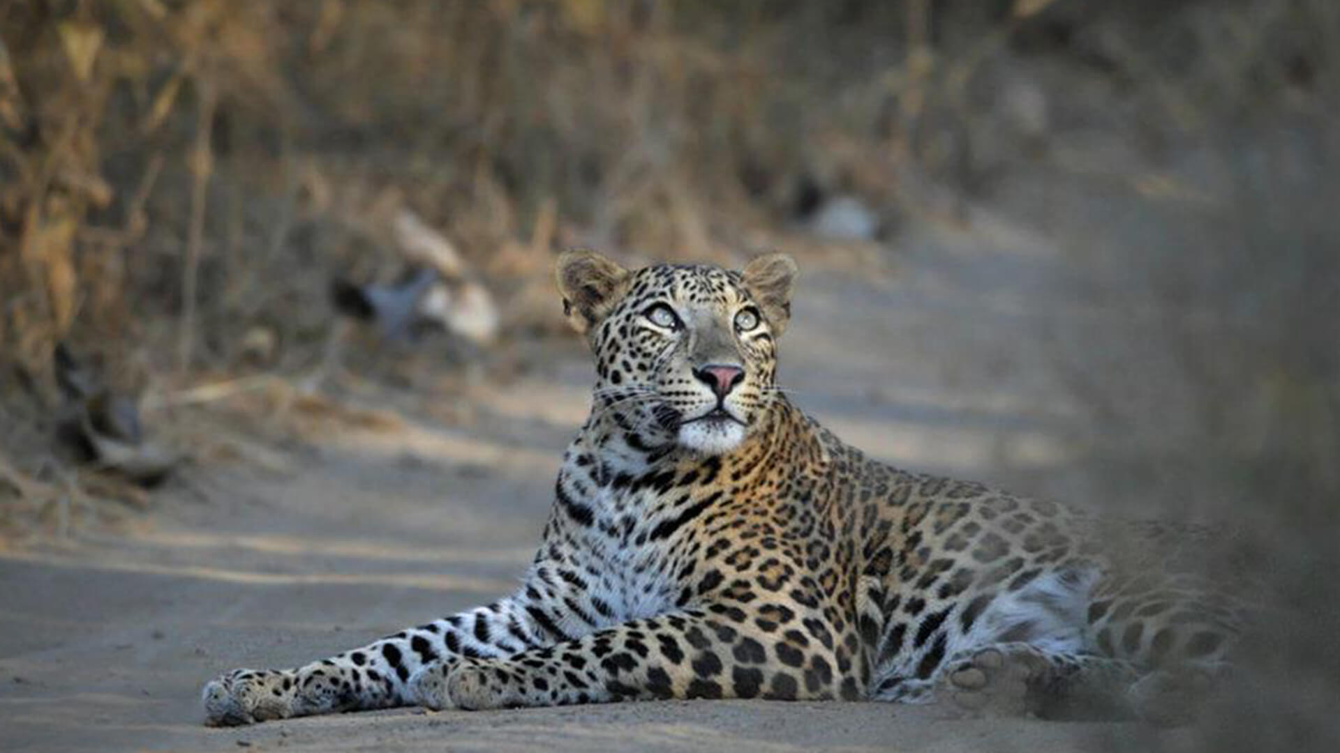 jhalana leopard reserve tours