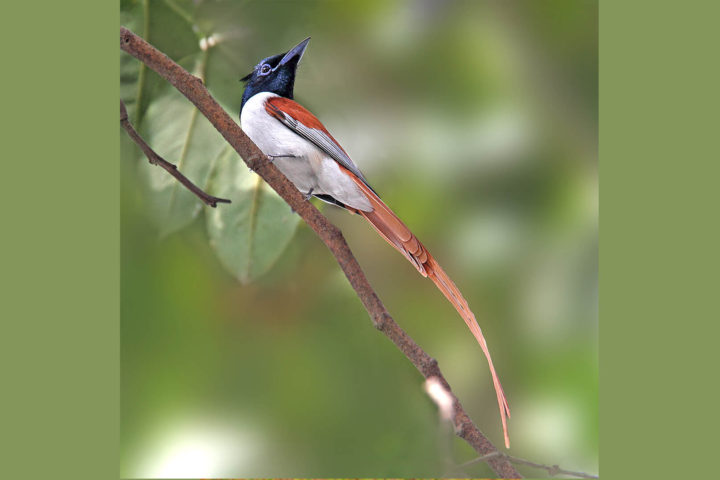bird_watch_in_india