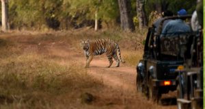 india_wildlife_tours