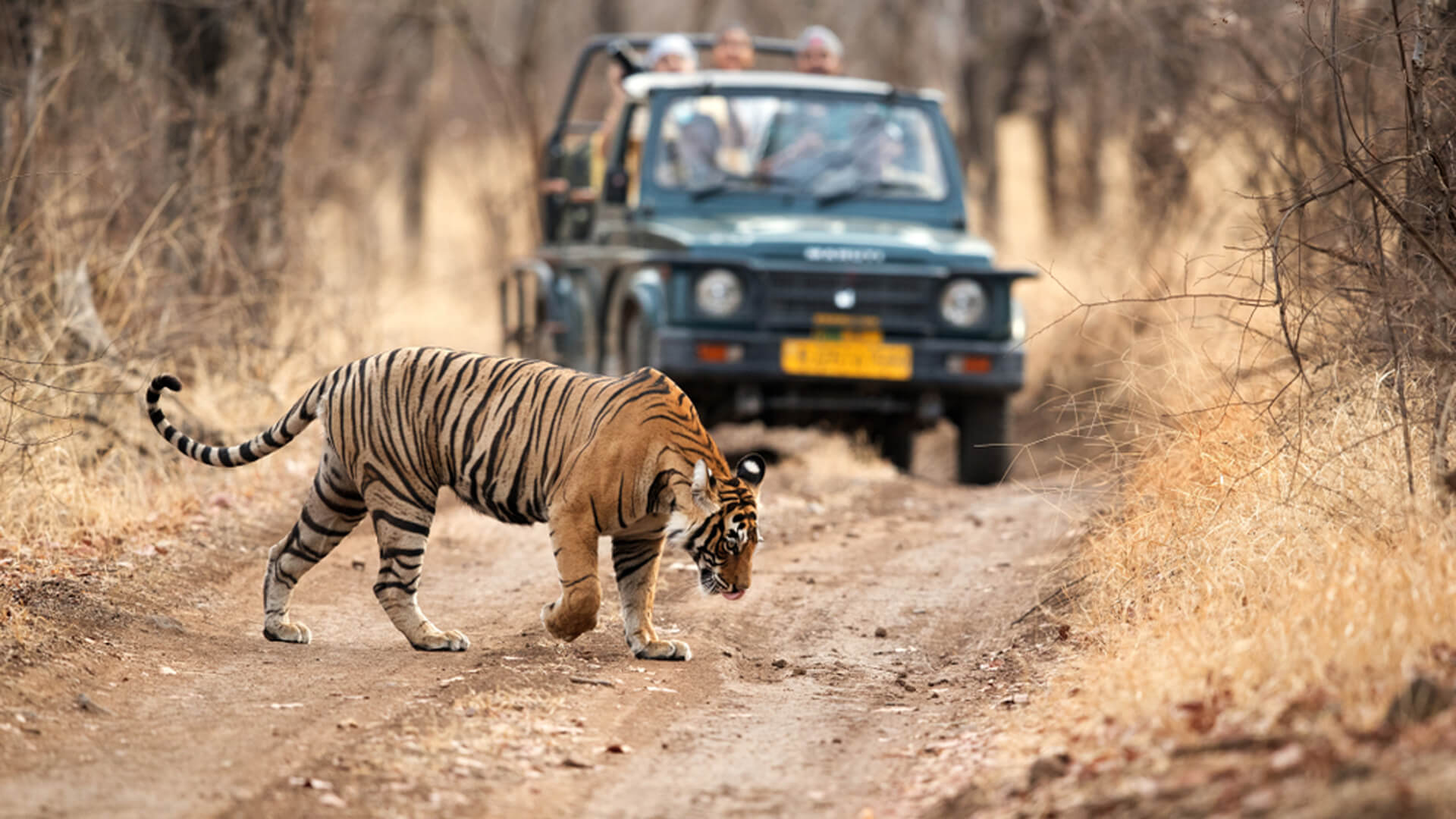 tiger tours dhaka