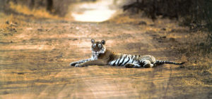 tiger_tours_india